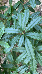 Photinia serratifolia
