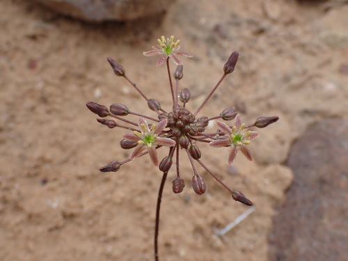 Austronea vermiformis