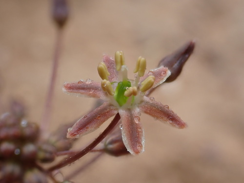Austronea vermiformis