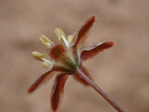 Austronea vermiformis