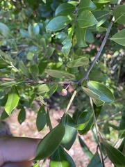 Ilex myrtifolia