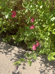 Penstemon heterophyllus