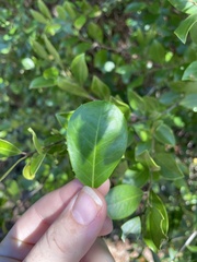 Ilex myrtifolia