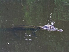 Melanosuchus niger