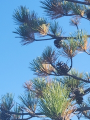 Pinus