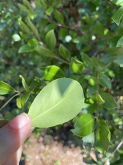 Ilex myrtifolia