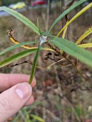 Botryosphaeria dothidea