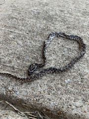 Pantherophis emoryi