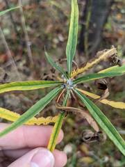 Botryosphaeria dothidea