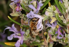 Anthophora pubescens
