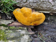 Gloeophyllum sepiarium