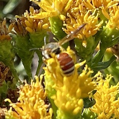 Dieunomia nevadensis