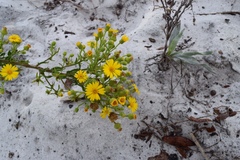 Chrysopsis scabrella