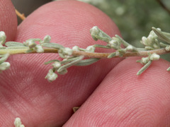 Artemisia bigelovii