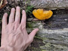 Gloeophyllum sepiarium