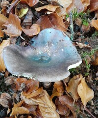 Russula cyanoxantha