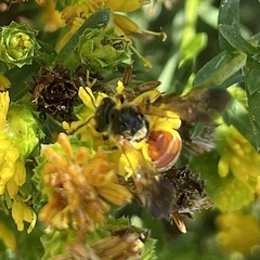 Dieunomia nevadensis