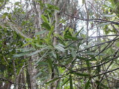 Myrsine salicina