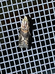 Acrobasis palliolella