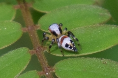 Nycerella delecta