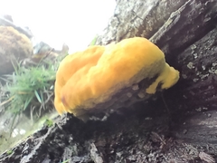 Gloeophyllum sepiarium