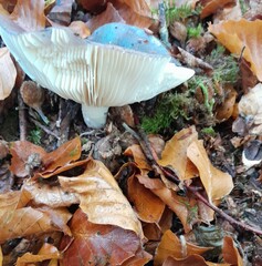 Russula cyanoxantha