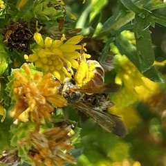 Dieunomia nevadensis