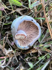 Lactarius paradoxus