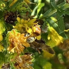 Dieunomia nevadensis