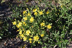 Chrysopsis scabrella