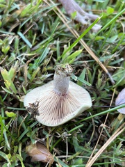 Lactarius paradoxus