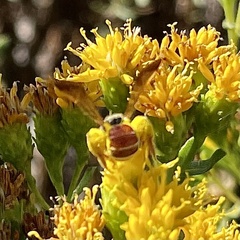 Dieunomia nevadensis