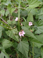 Convolvulus crenatifolius