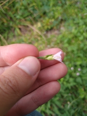 Convolvulus crenatifolius