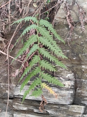 Woodwardia unigemmata