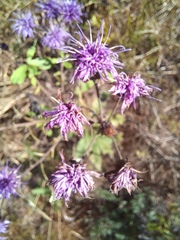 Vernonia noveboracensis