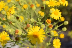 Chrysopsis scabrella