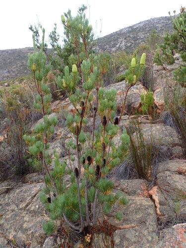 Image of Leucadendron nobile by (c) Ren Hoekstra, some rights reserved (CC BY)