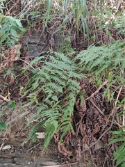 Woodwardia unigemmata