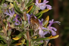 Anthophora pubescens