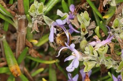 Anthophora pubescens