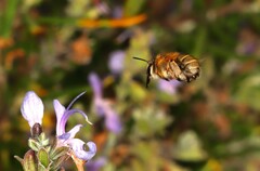 Anthophora pubescens