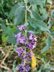 Buddleja davidii