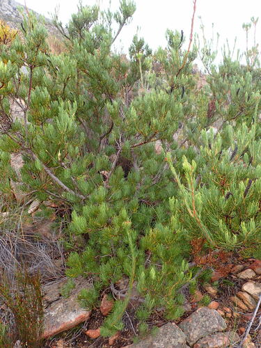 Image of Leucadendron nobile by (c) Ren Hoekstra, some rights reserved (CC BY)