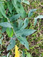 Buddleja davidii