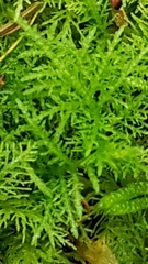 Thuidium tamariscinum