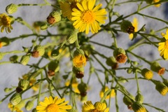 Chrysopsis scabrella