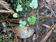 Muehlenbeckia australis