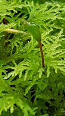 Thuidium tamariscinum