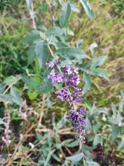 Buddleja davidii